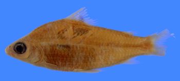 Media type: image; Ichthyology 20245